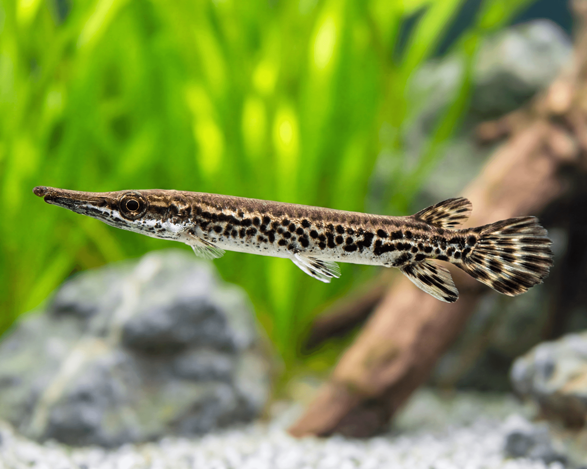 Atractosteus spatula (Alligator Gar)